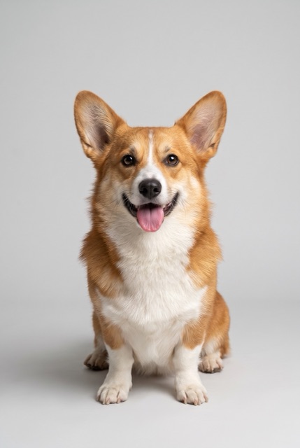 AI-made photo: a corgi
