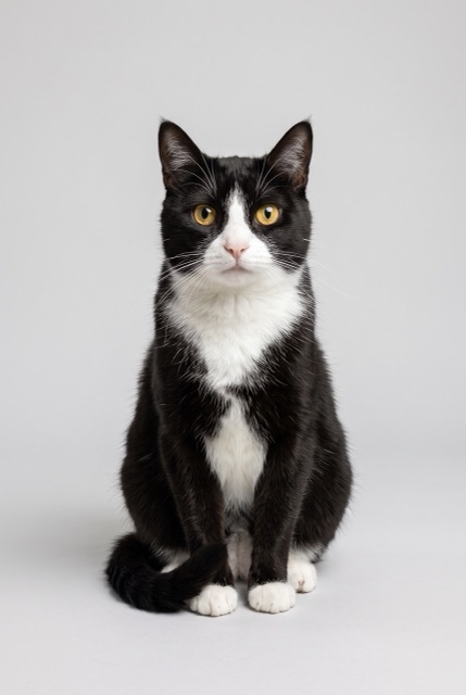 AI-made photo: a black-and-white cat