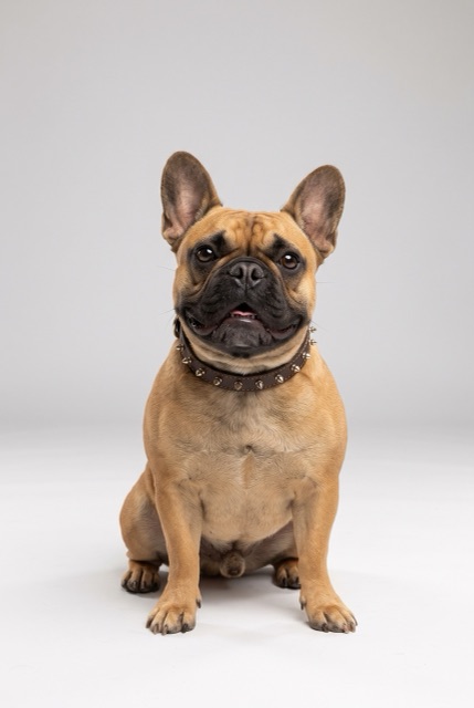 AI-made photo: a fawn French bulldog