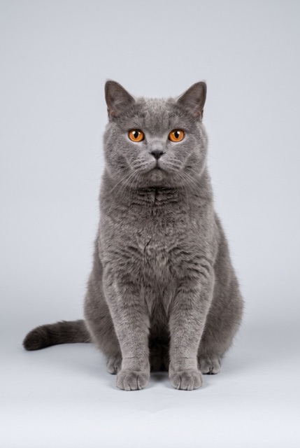 AI-made photo: a grey shorthair cat
