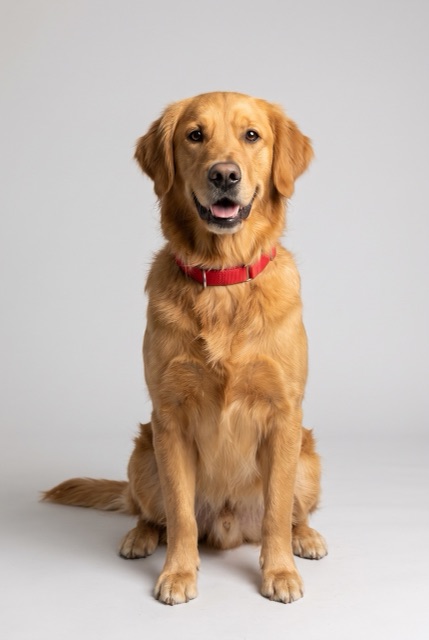 AI-made photo: a golden retriever with a red collar