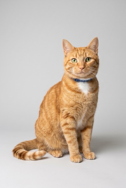 AI-made photo: an orange tabby cat
